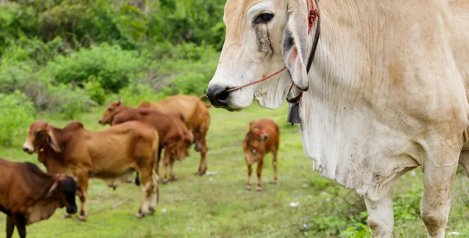 Organic farms avoid toxic inputs, improve soil health, grow clean, sustainable food that supports nature.